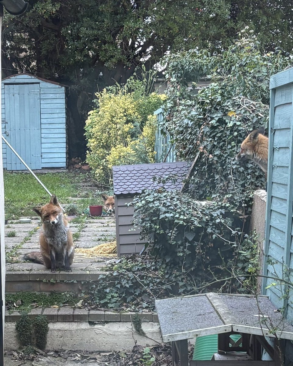 27rufus's tweet image. Ever get the feeling you’re being watched? #FoxOfTheDay