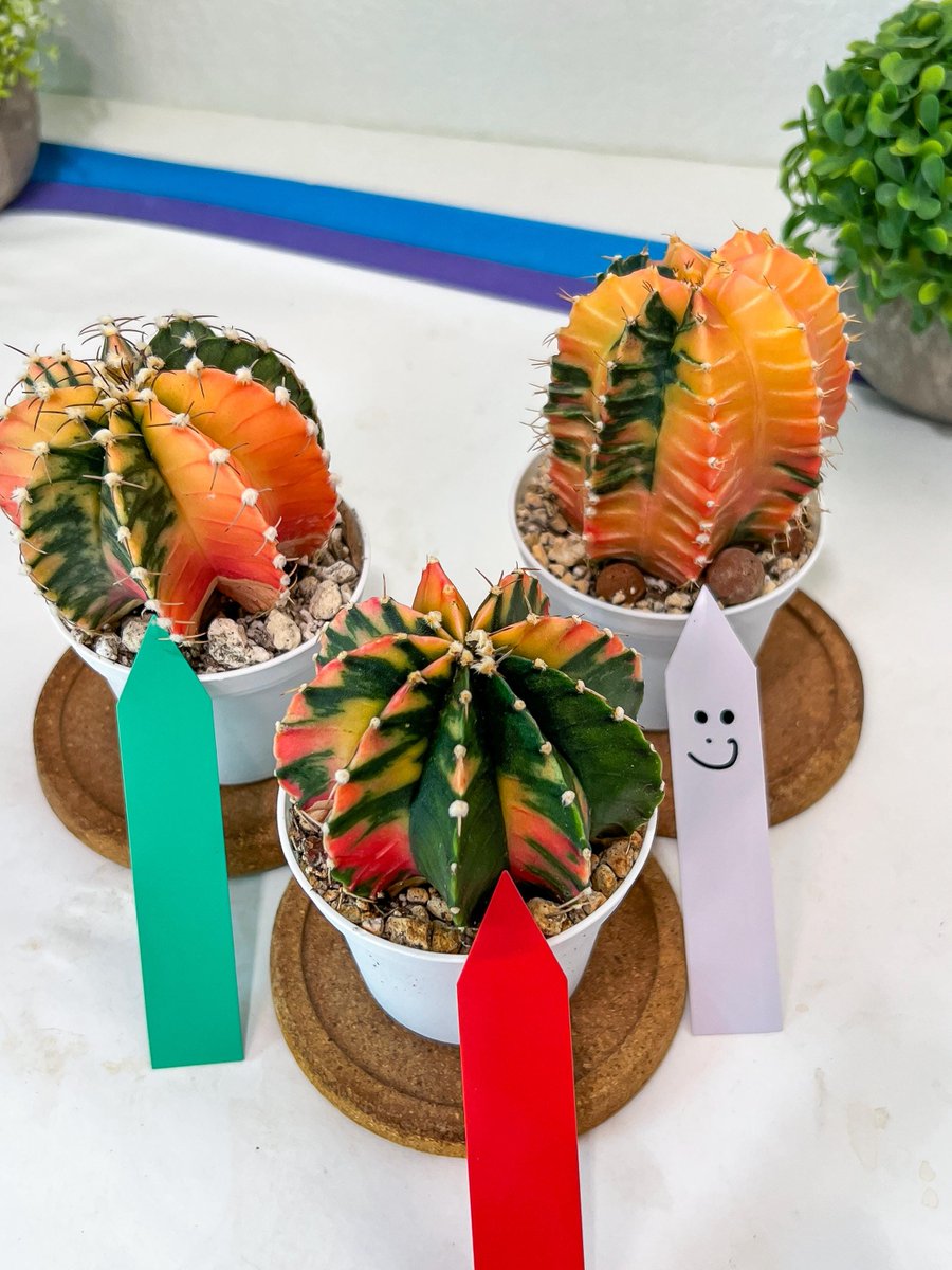 LvJungle's tweet photo. Transform your space with the stunning Gymnocalycium Mihanovichii Var, imported from Taiwan! At just $26.00, elevate your collection today. #SucculentLove #CactusCollection

Shop Now https://t.co/glTkdS2iTZ https://t.co/LqathwYqGJ
