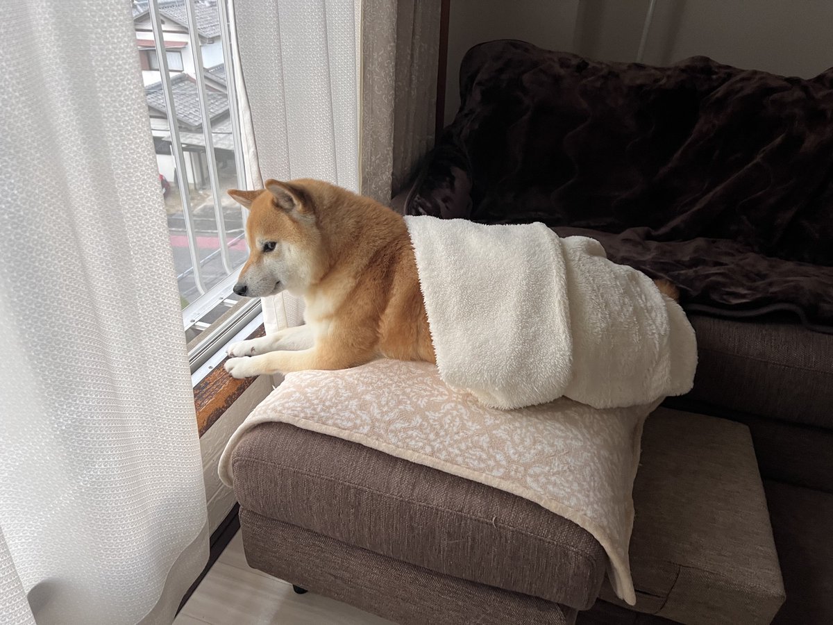 柴犬ふう太 (@fufufufufu_ta) / Posts / X