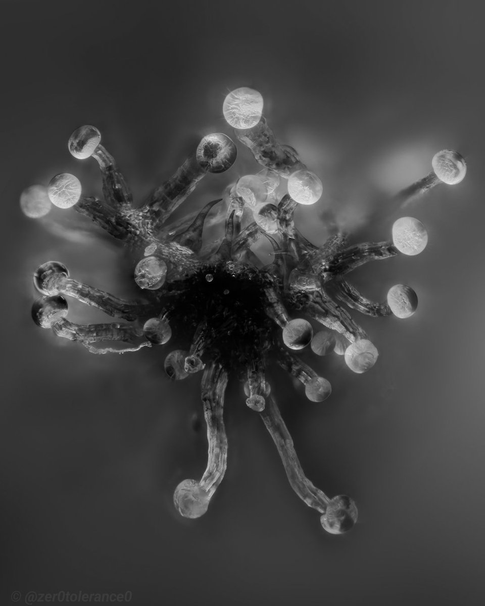 Just the tip. A little more for Monochrome Macro Monday 🤘