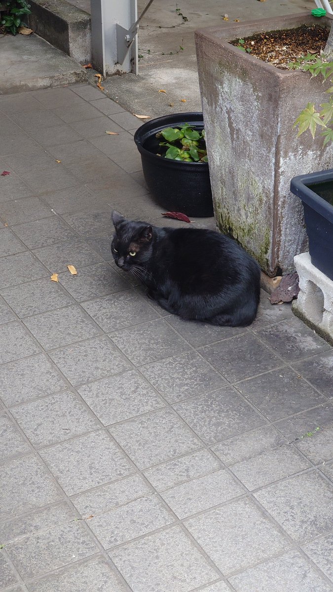 中ちゃん様❣️専用ページ ちゃんがー@C107_1日目東イ-18b (@AZchangaa) / Posts / X