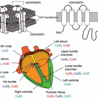 ProfSirera's tweet image. Have you ever wondered how the electrical impulses that keep your heart beating are coordinated at the cellular level?

🌟 Gap junctions are integral to the electrical coupling between cardiac cells, facilitating coordinated contraction and heart rhythm regulation. 

1⃣ At the…