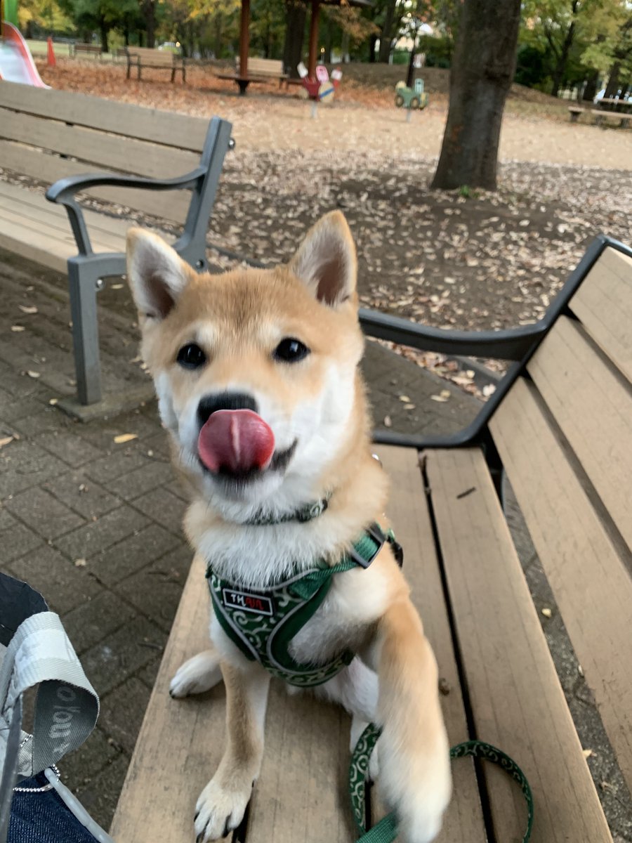 豆柴豆吉 (@mamekichi0620) / Posts / X