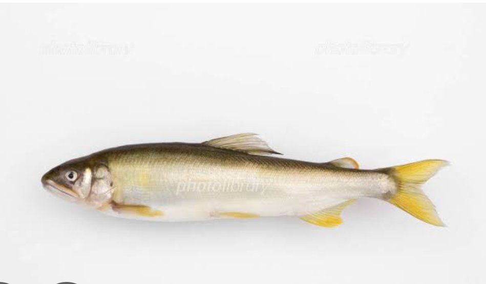 Post by やぶ♡ on X: アユのヌード