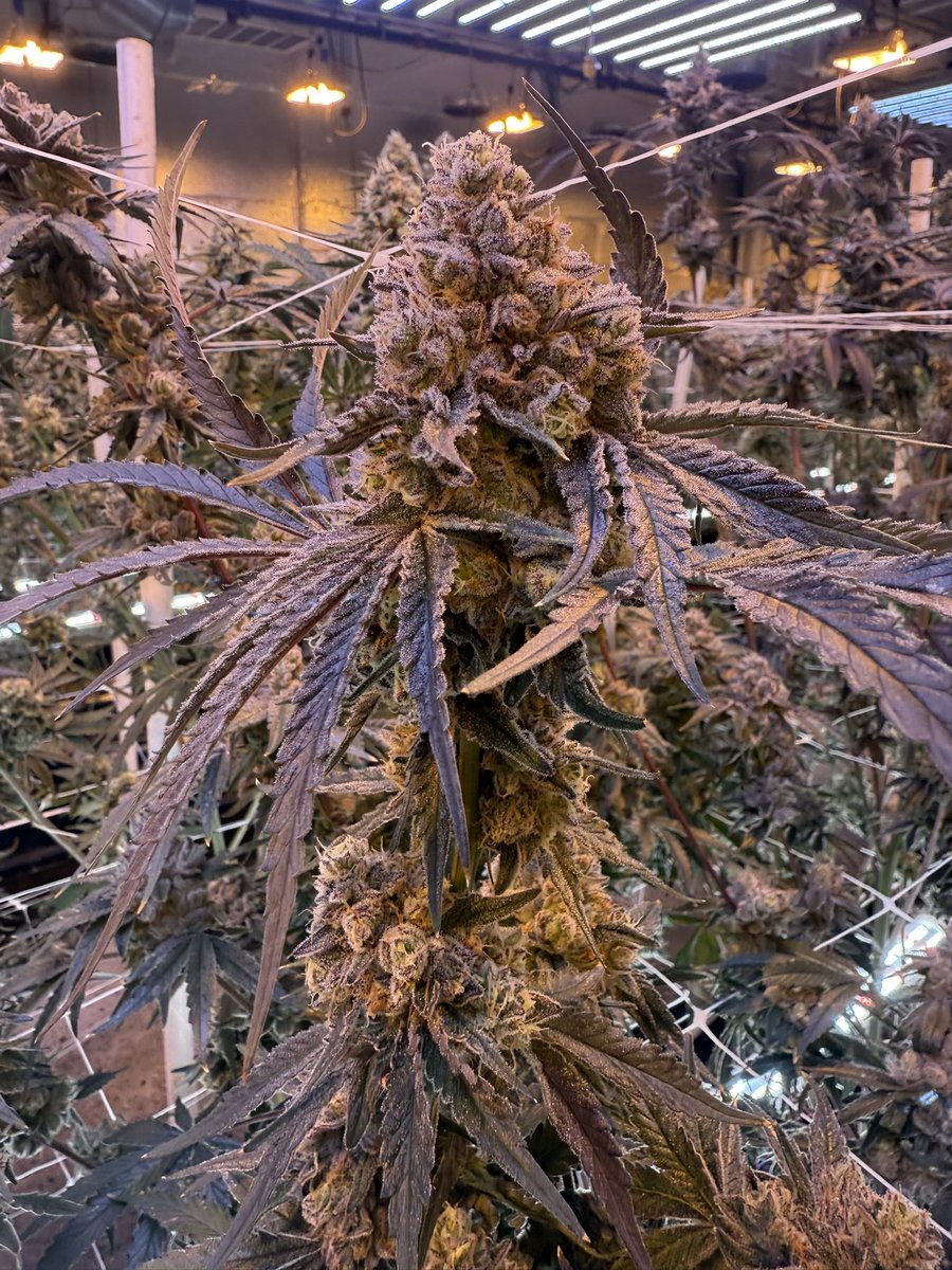 wizard_trees's tweet image. Blue Magic x Zangbanger #16
What’s a good name for this beast?