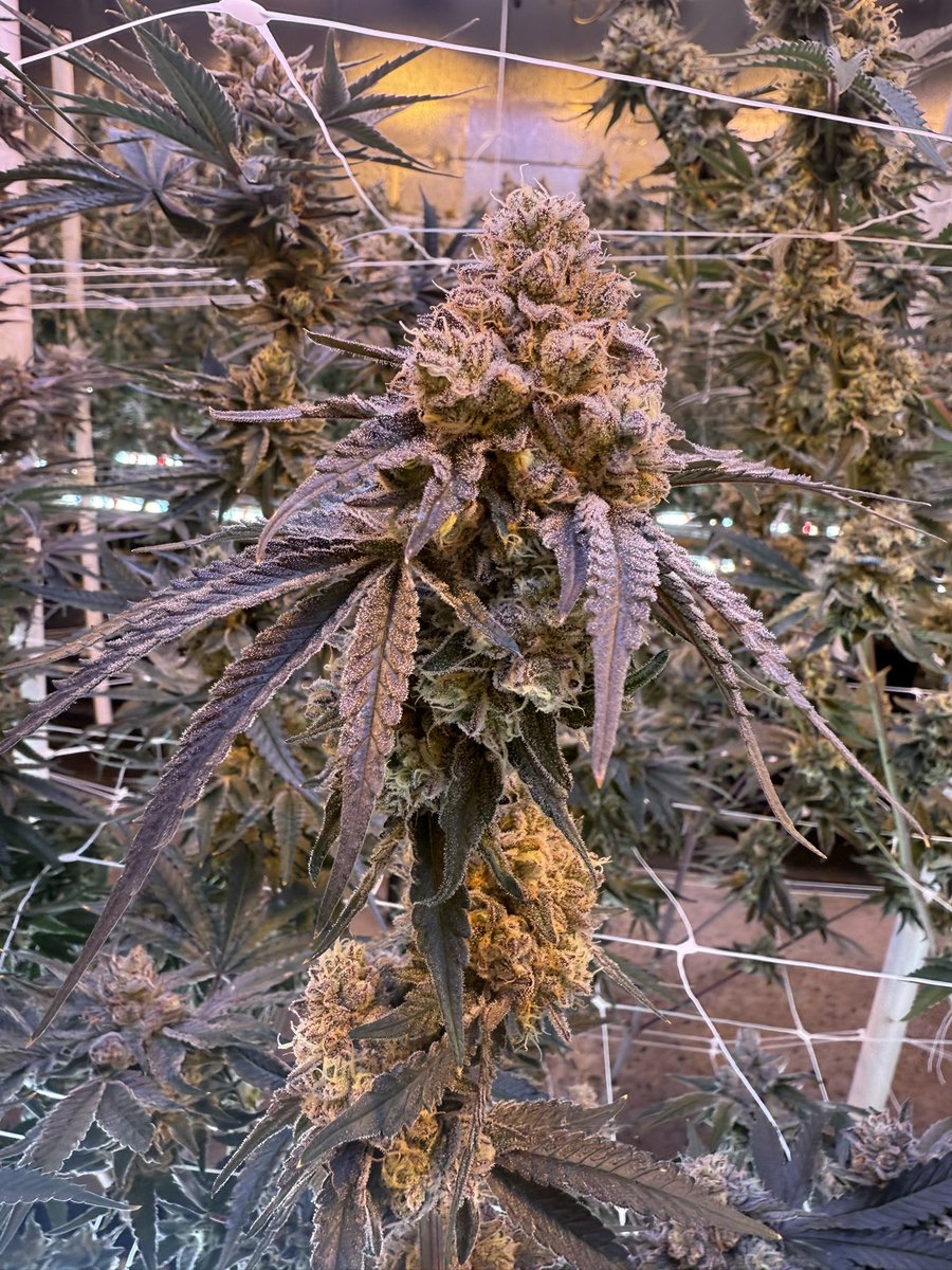 wizard_trees's tweet image. Blue Magic x Zangbanger #16
What’s a good name for this beast?