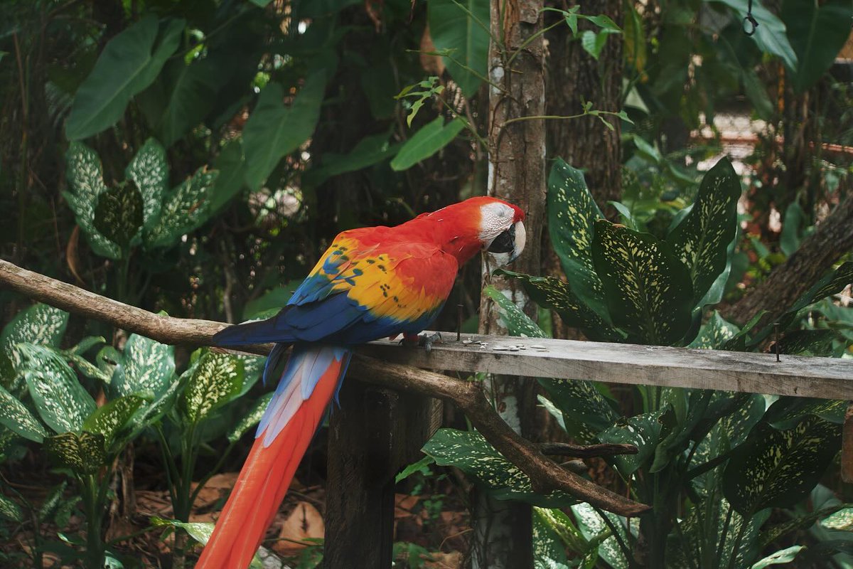 The Belize Zoo and Tropical Education Center tweet media