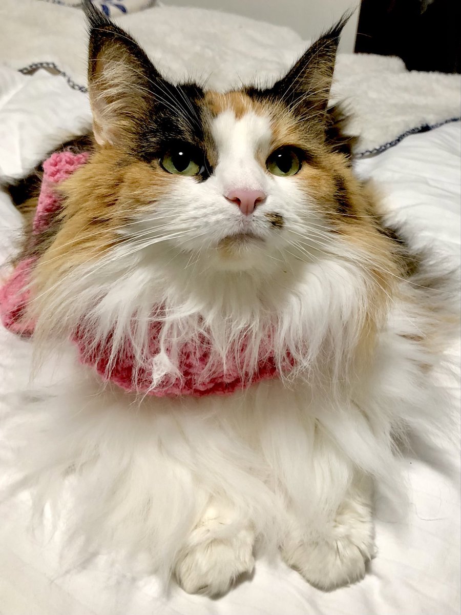 ヨッシー (@AOGSDkw5Qmr1X51) / Posts / X