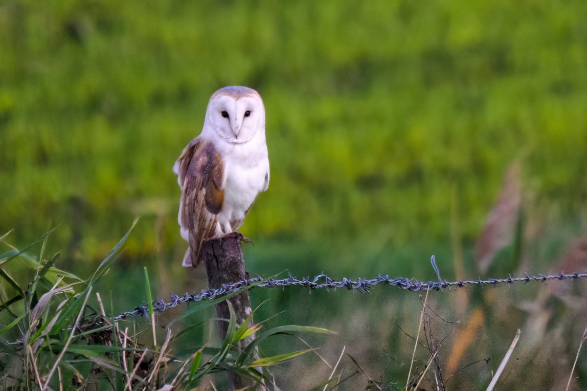 Andy Johnson tweet media