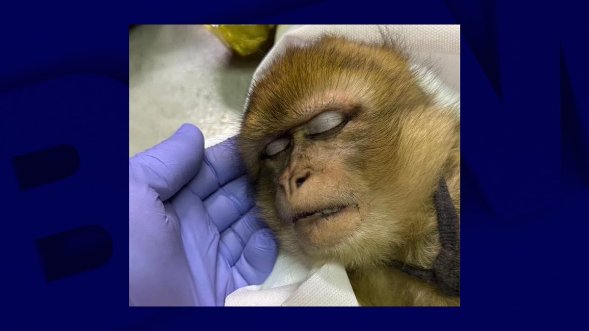 BFMTV's tweet image. Un singe magot aperçu en liberté capturé dans les Yvelines, une plainte déposée contre X
l.bfmtv.com/kj3z
