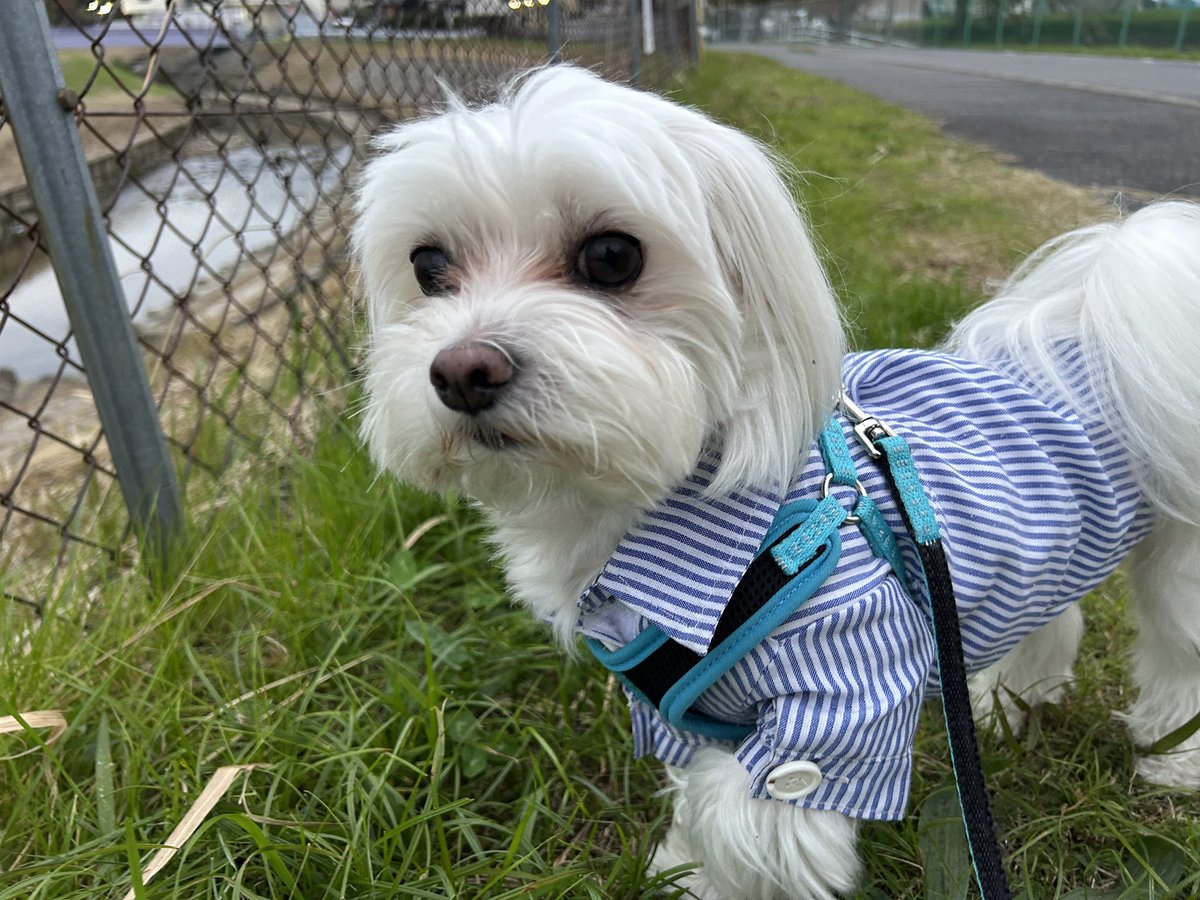 tanakatakeshi's tweet image. 今日は早朝からお出かけです…。

まちづくりや防災について、検証しています。まとまったら、またレポートさせていただきます。

ここ数日、かん太の体調が良くないようです…🐾。

#質実剛健
#田中健
#未来共創
#地域密着