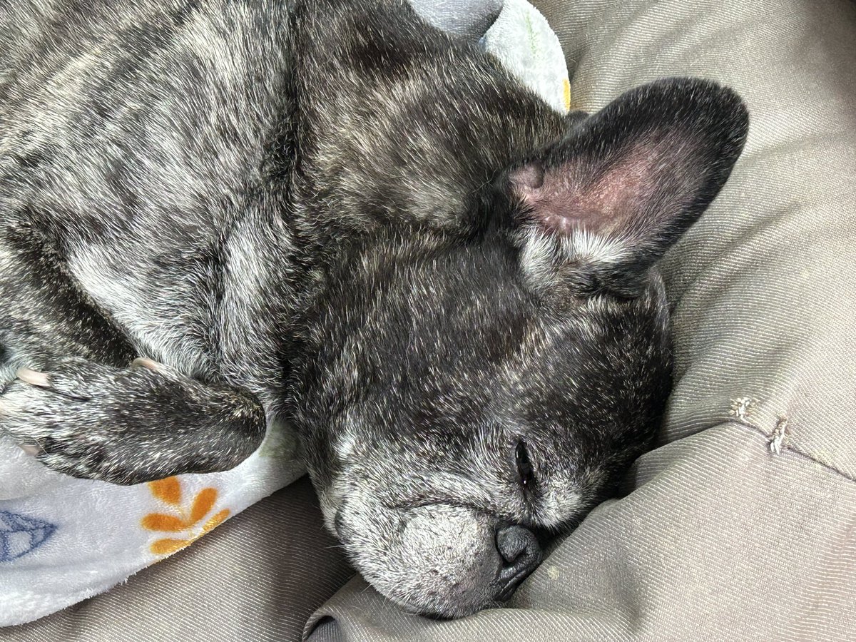 tanakatakeshi's tweet image. 今日は早朝からお出かけです…。

まちづくりや防災について、検証しています。まとまったら、またレポートさせていただきます。

ここ数日、かん太の体調が良くないようです…🐾。

#質実剛健
#田中健
#未来共創
#地域密着