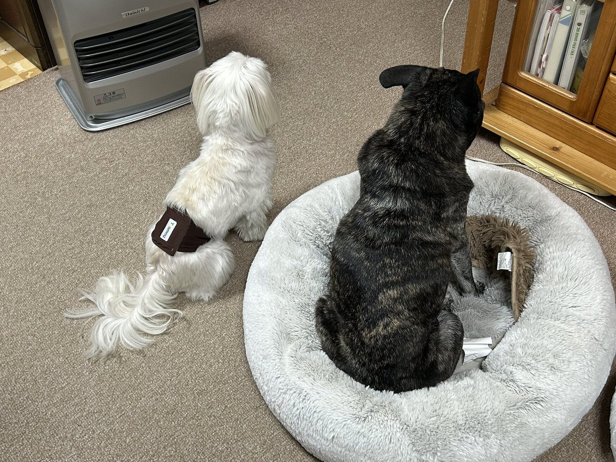 tanakatakeshi's tweet image. 今日は早朝からお出かけです…。

まちづくりや防災について、検証しています。まとまったら、またレポートさせていただきます。

ここ数日、かん太の体調が良くないようです…🐾。

#質実剛健
#田中健
#未来共創
#地域密着