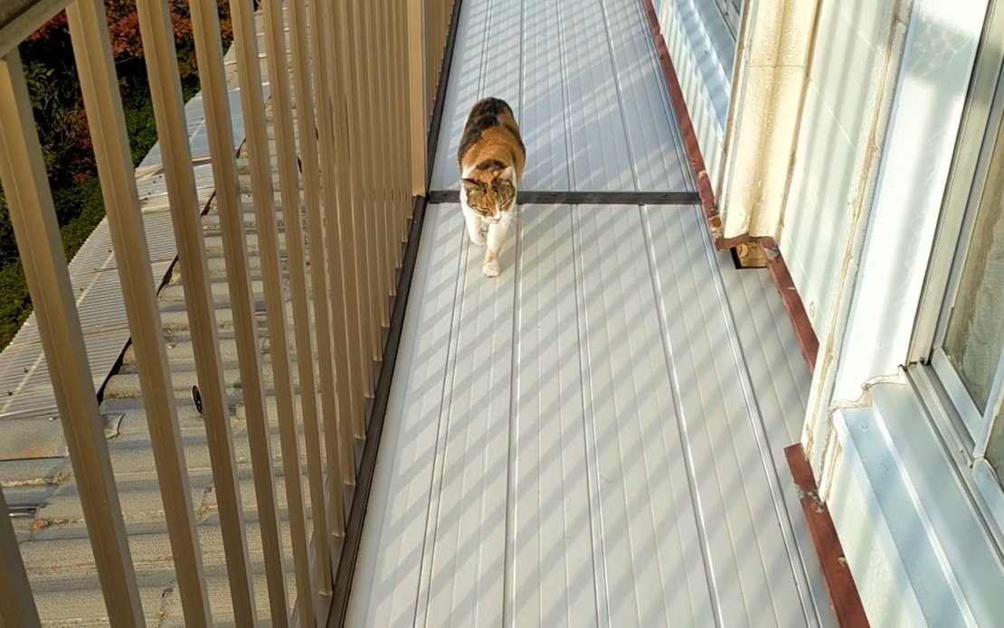 今朝は屋根上でお散歩だにゃ
お庭の木も紅葉してるにゃ
#ニトコ 師匠