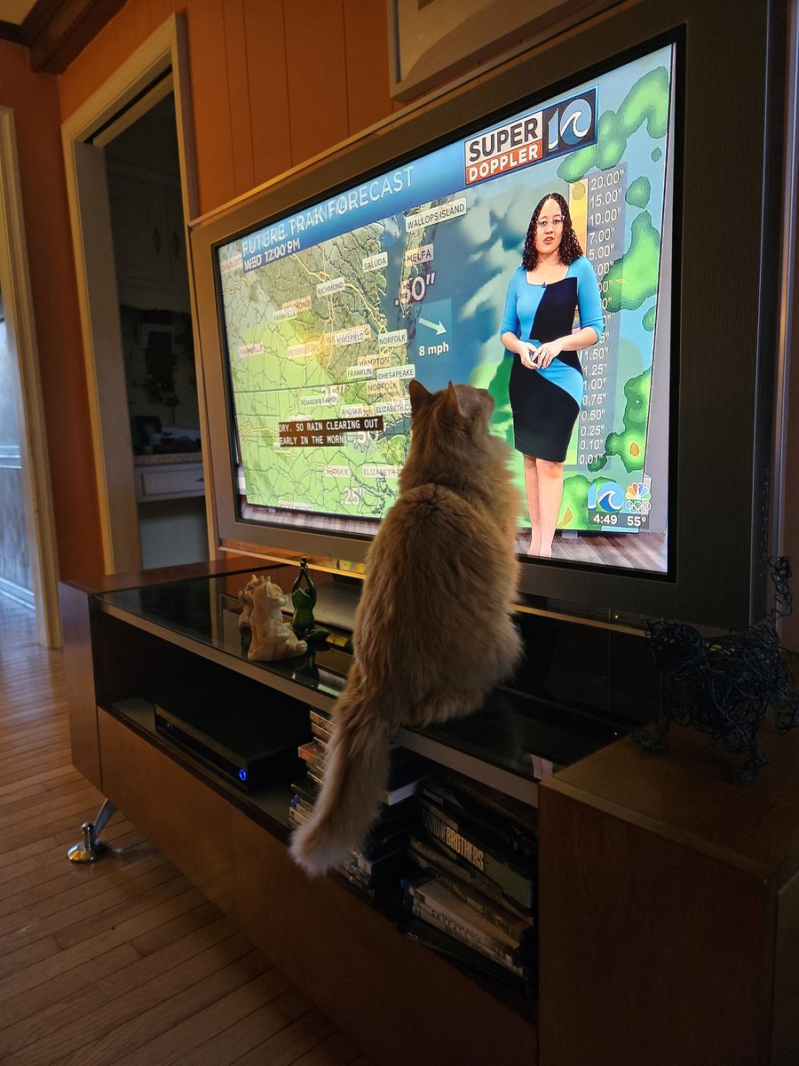Crowvanrobot's tweet photo. My cat needed to know the forecast. #wavy10 #wavynews10 https://t.co/MZH1pnowFt