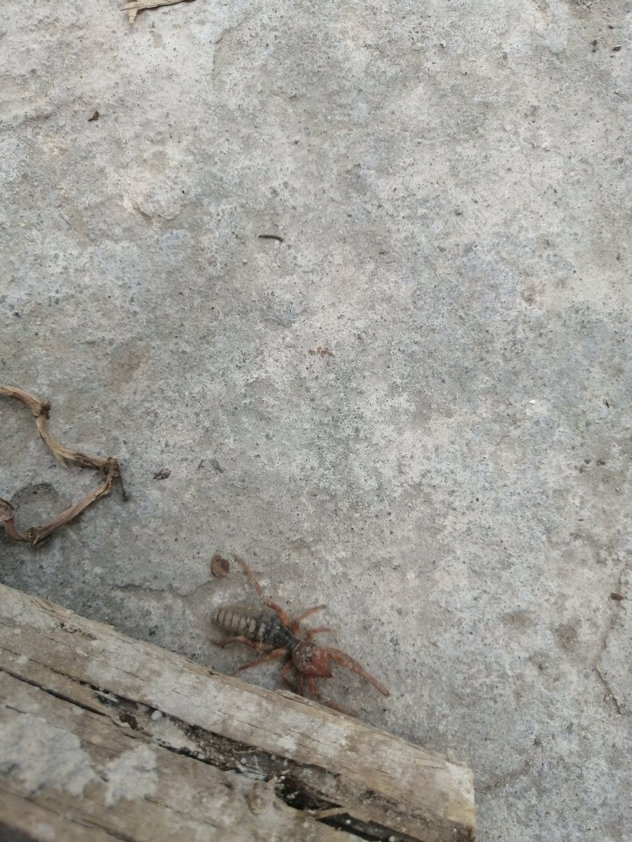 Hace tiempo que no veía un Solifugo.
A estos arácnidos los confunden con arañas o hasta con escorpiones, desgraciadamente la gente las aplasta al creer que son peligrosos, pero no, estos compas NO tienen veneno y son buenos depredadores.
Nada más no los manipulen, pues lo pueden