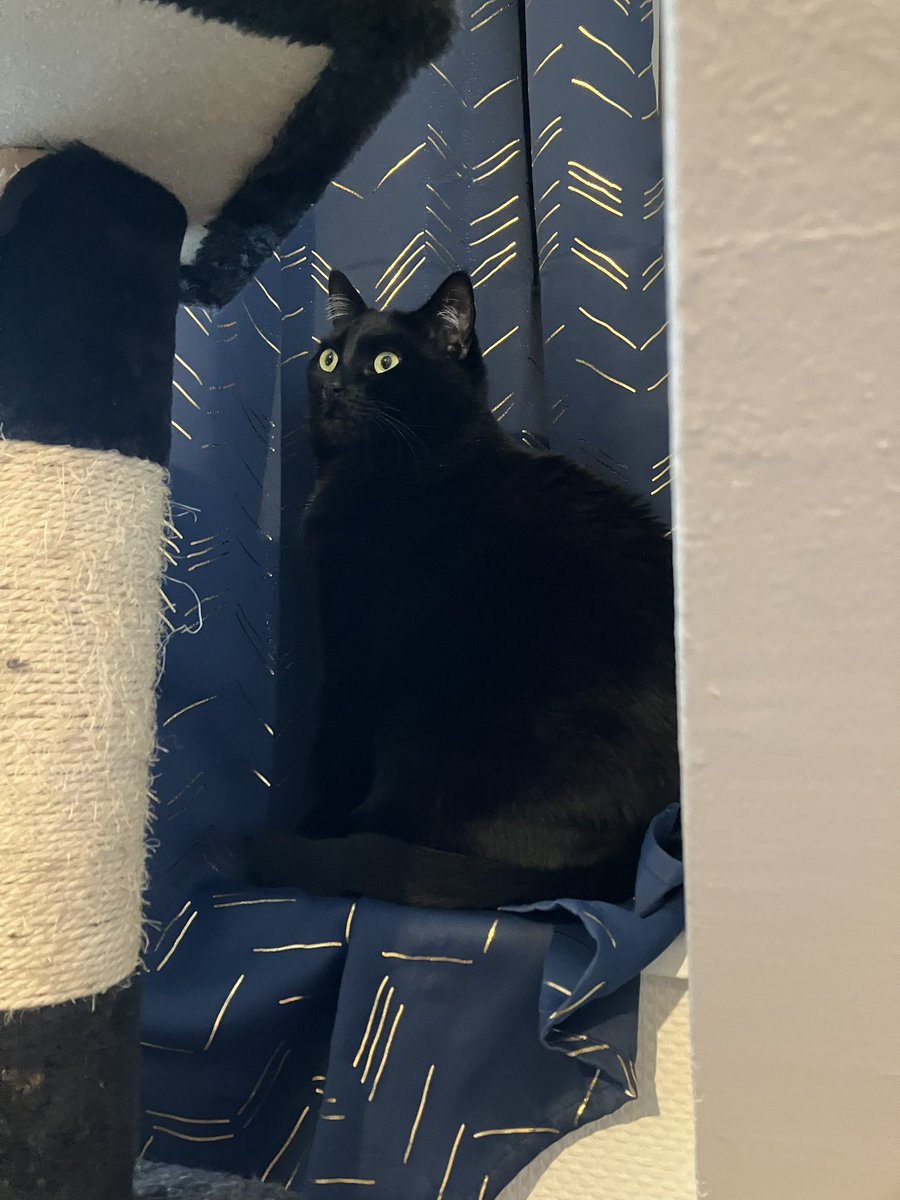 RubisChat's tweet image. Je suis un très beau chat ! N’est-ce pas ?