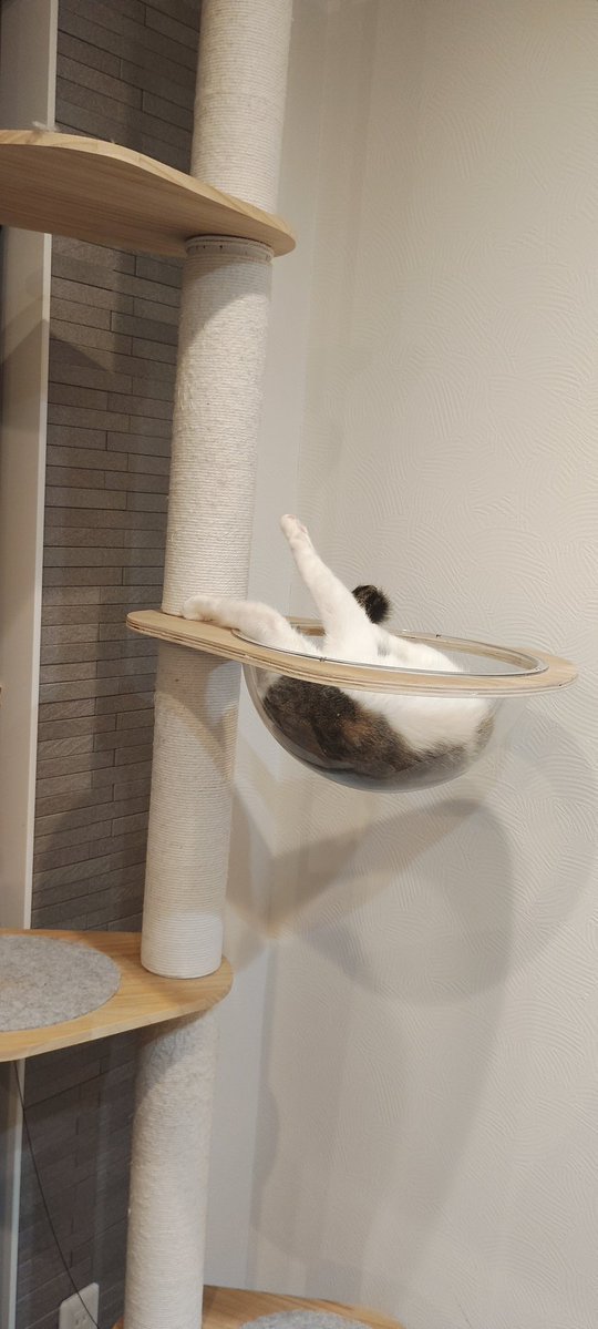 Contrailsaoshi's tweet image. おはよう😻なんかこれ思い出した…