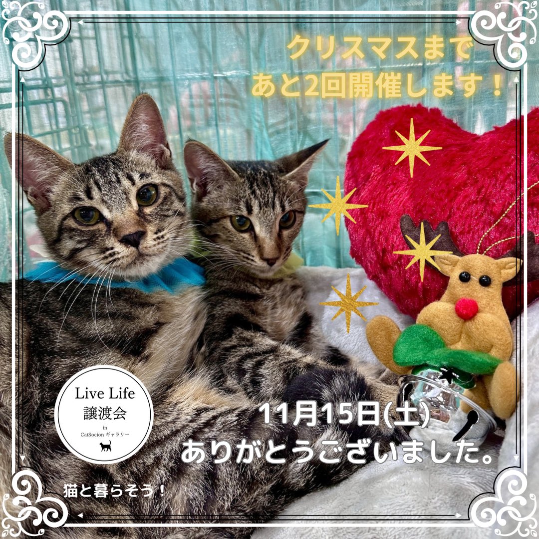 来夢 (@k2kBcTiP82T4D13) / Posts / X