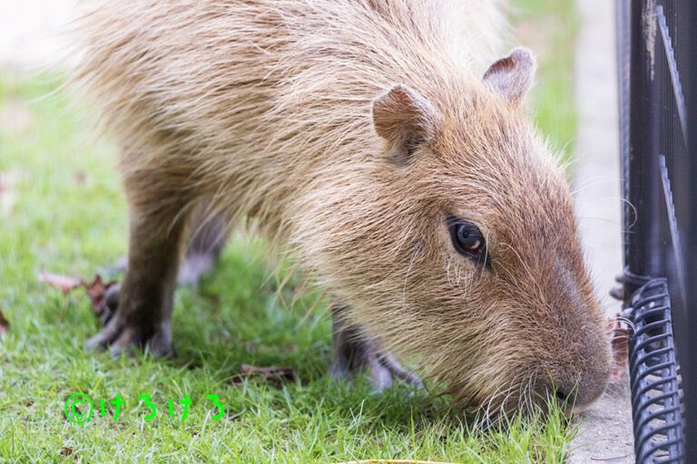 カピ バラ様ꕤ*.゜ けろけろ (@capyanimal) / Posts / X