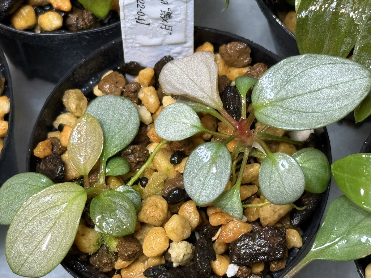 KENZO (@fw_kenzo) / Posts / X