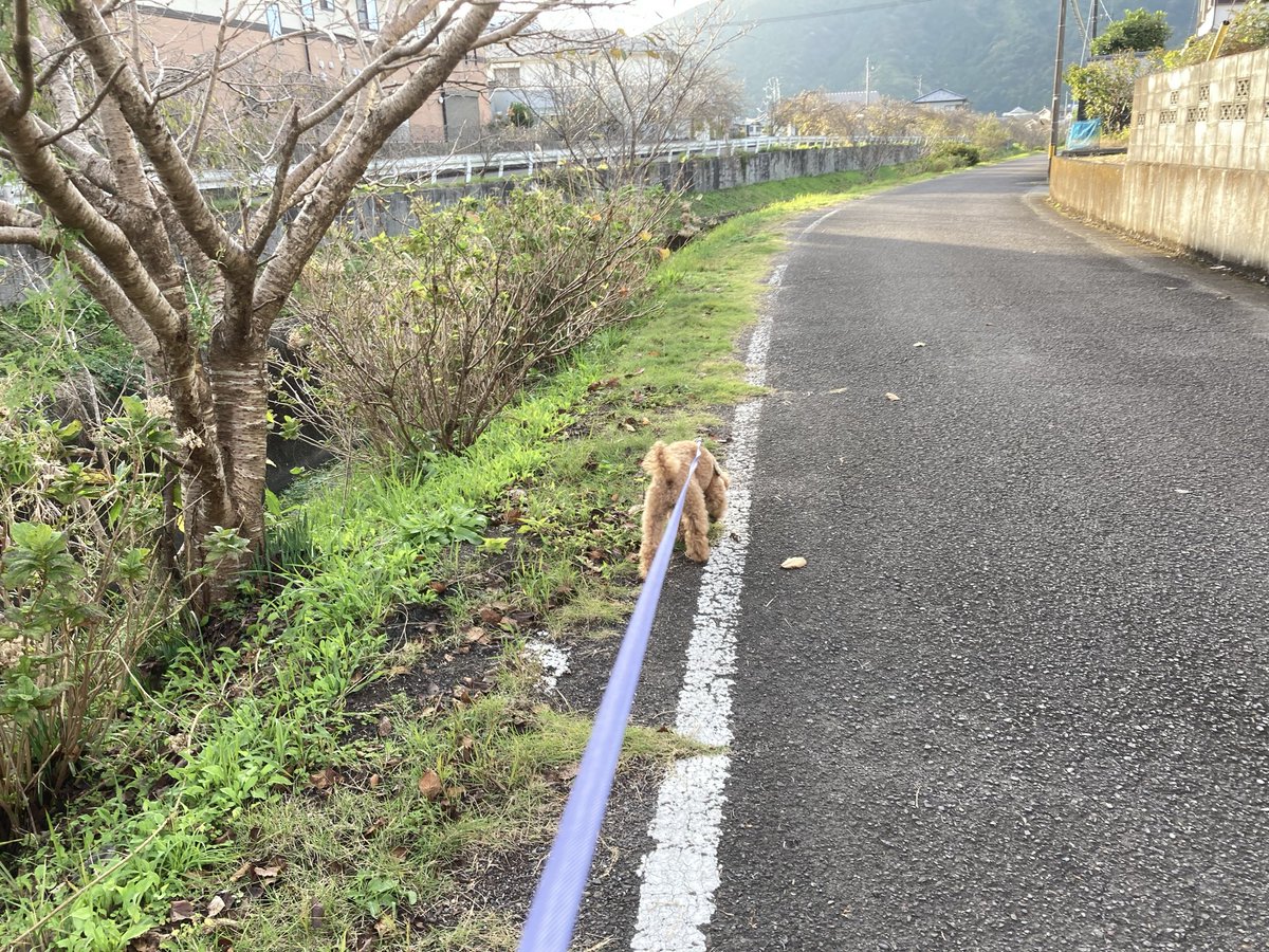 udonkuaaina's tweet image. モーニングチョコおんちゃん🐶
#hideand