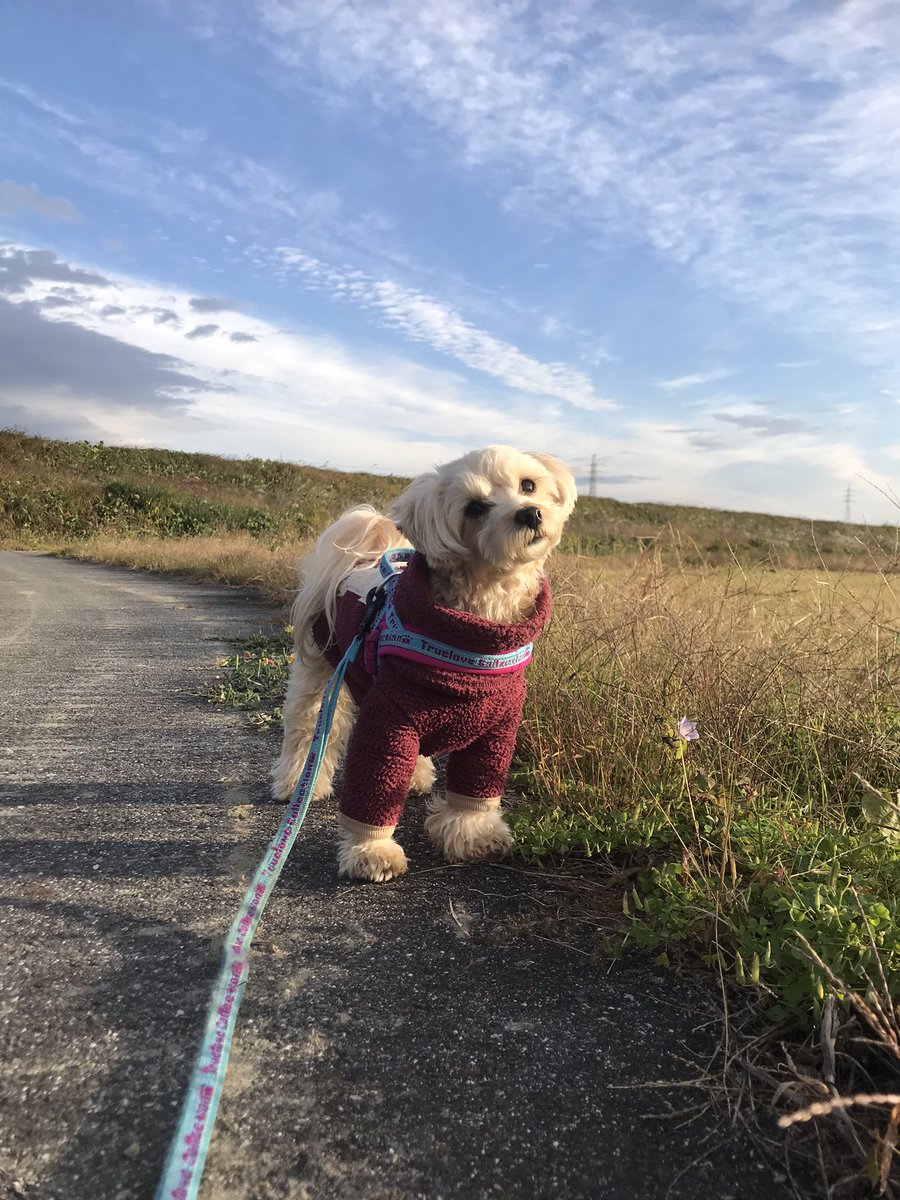 coco (@coco_n) / Posts / X