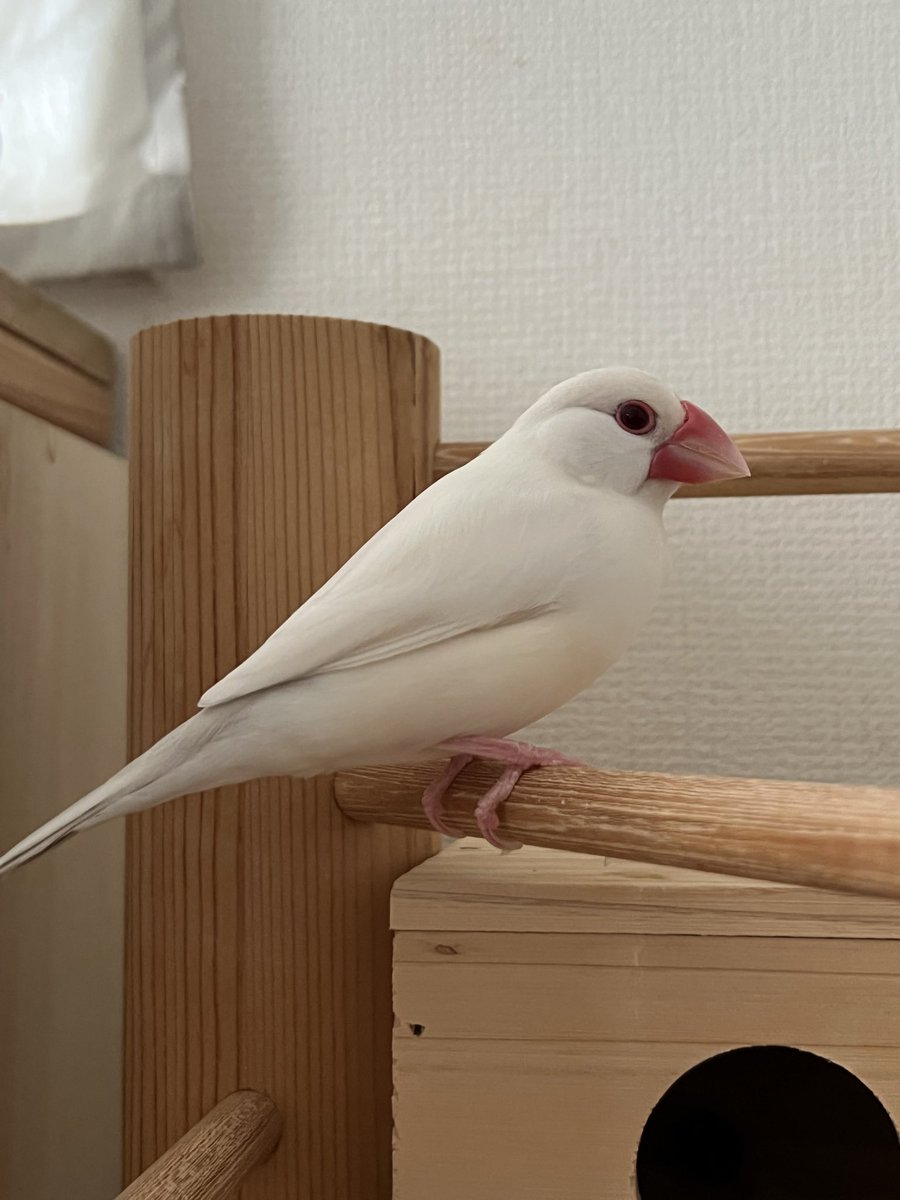 白文鳥のコッコ (@7nNxrg27PIUFCMS) / Posts / X