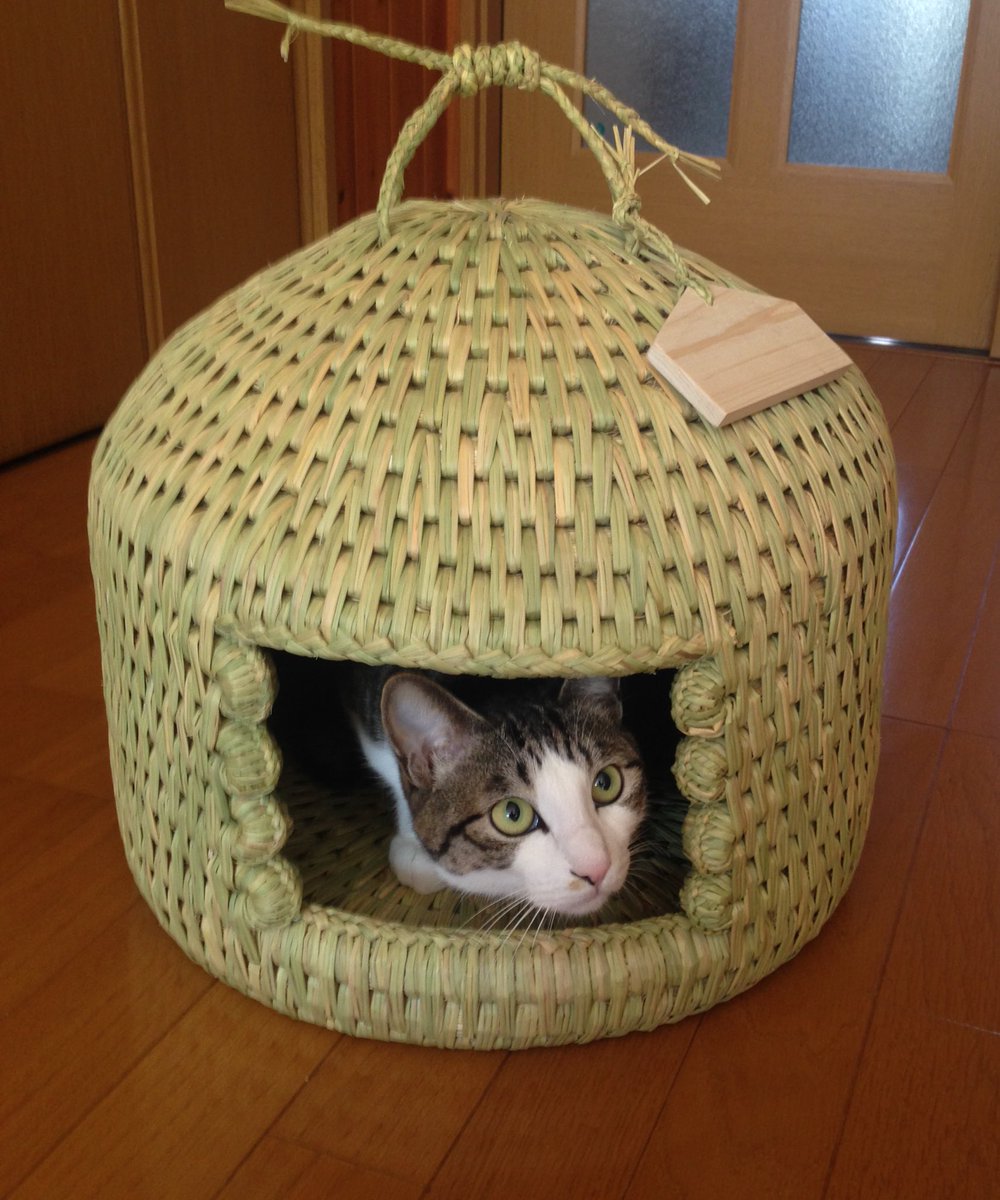 信州ねこつぐら保存会🐾 (@Neko_Tsugura) / Posts / X