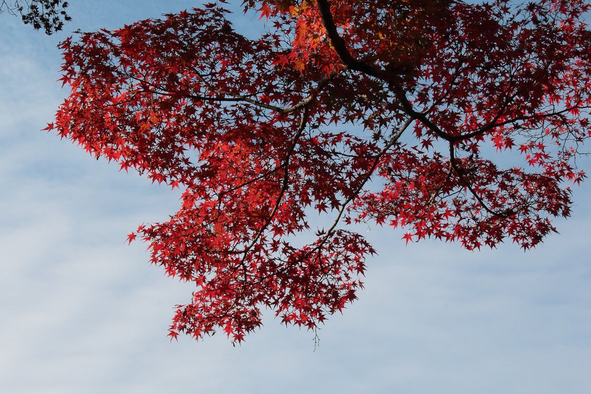 field24k's tweet photo. 黄色の次は赤と青
京都府立植物園の紅葉とアカスジベッコウトンボと青空
けっこうきれいに色づいている
西表島，石垣島，与那国島に分布する赤いトンボがいた
#京都府立植物園
#京都府立植物園の紅葉
#アカスジベッコウトンボ https://t.co/N713CUvbZ2