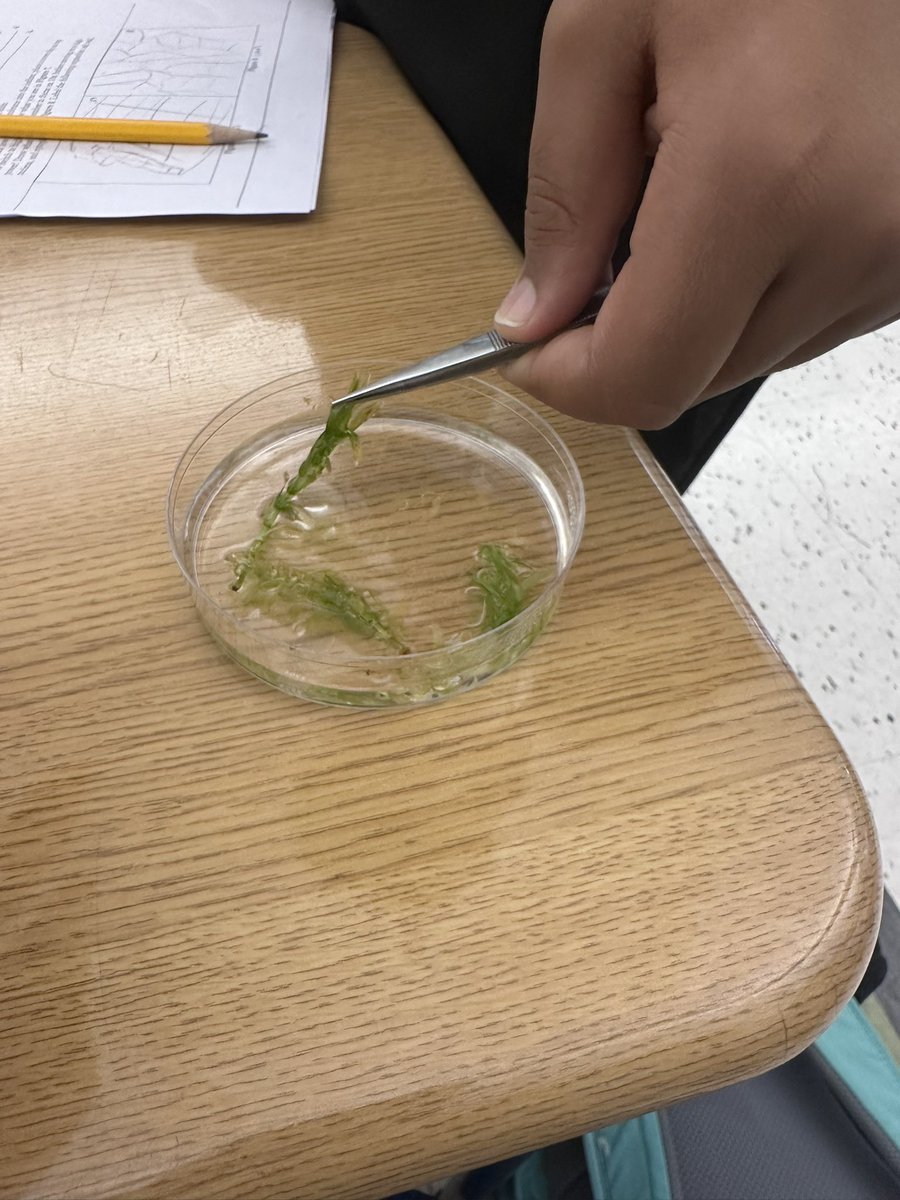 Candice0176's tweet image. From celebrating @amyzambranoyoga birthday to a WIN of wood burning (checkout those projects 🔥) to finishing up our microscopes lab today was nonstop. #scienceisfun