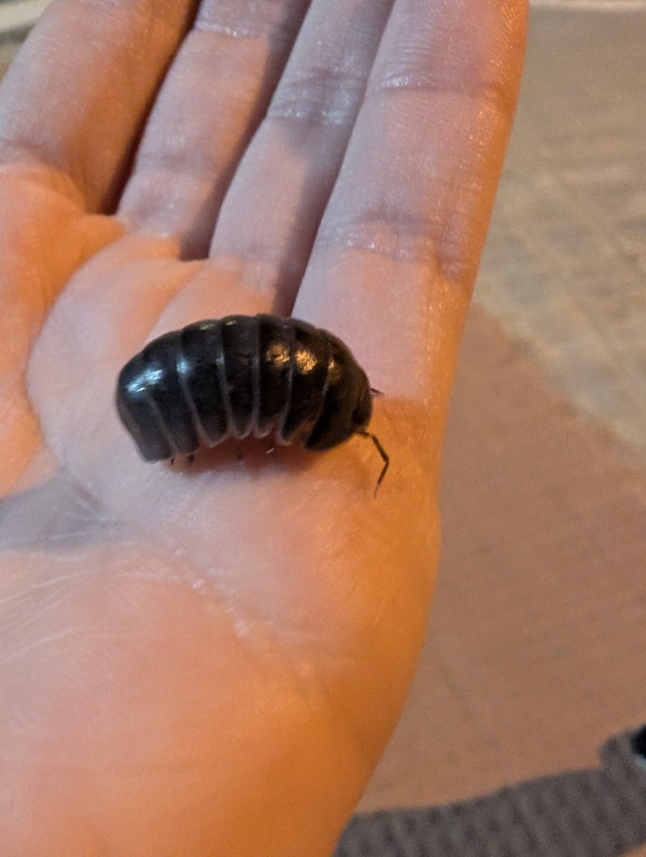 slothdive's tweet image. pero cómo vas a ser tan gordito, crustáceo expulsado de los océanos? eh entidad primigenia?