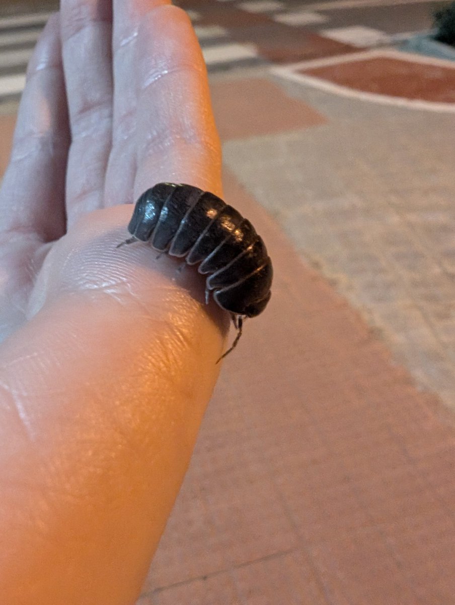 slothdive's tweet image. pero cómo vas a ser tan gordito, crustáceo expulsado de los océanos? eh entidad primigenia?