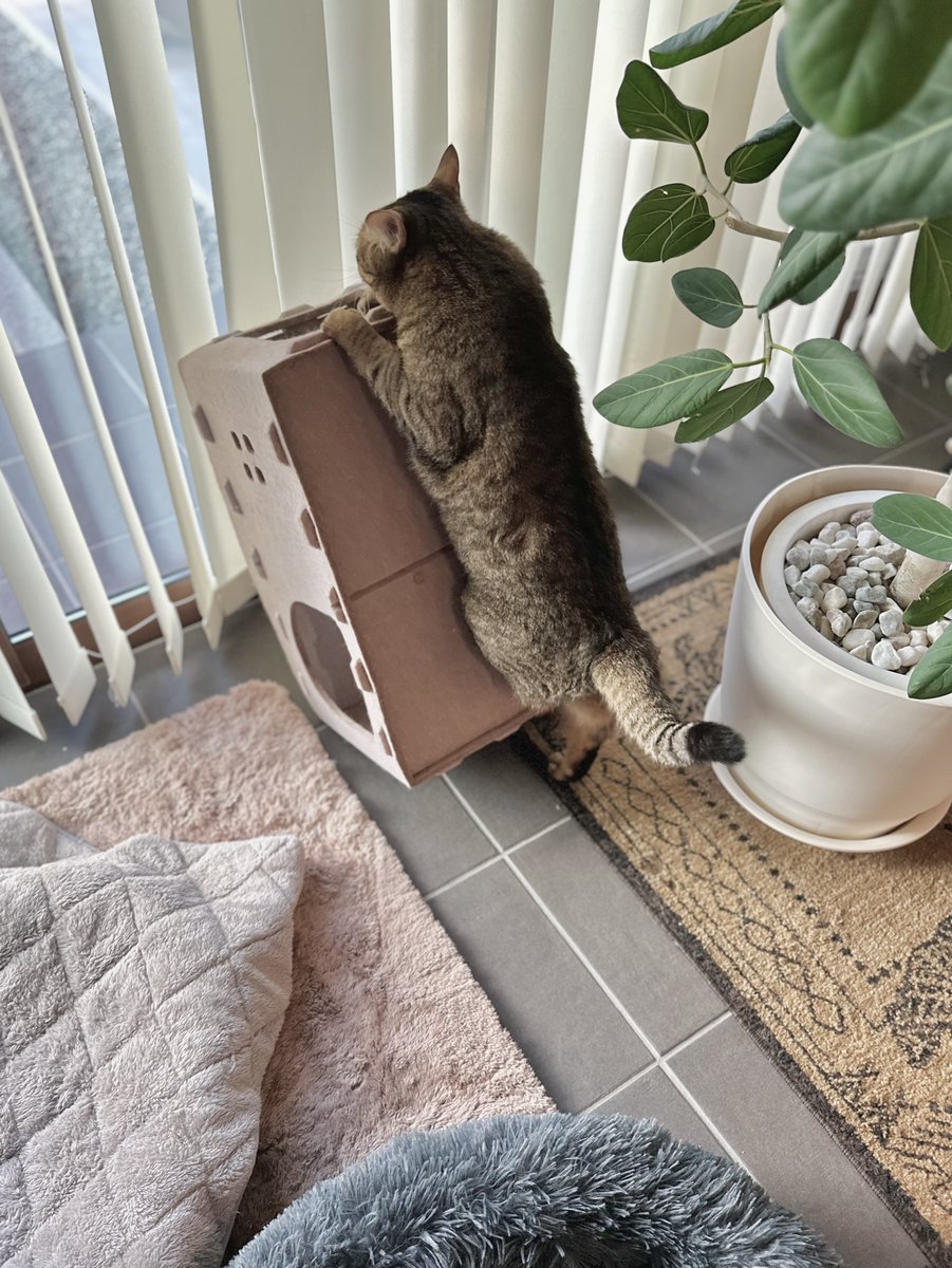 まりもちゃん！と🧌 (@marimo2021915) / Posts / X