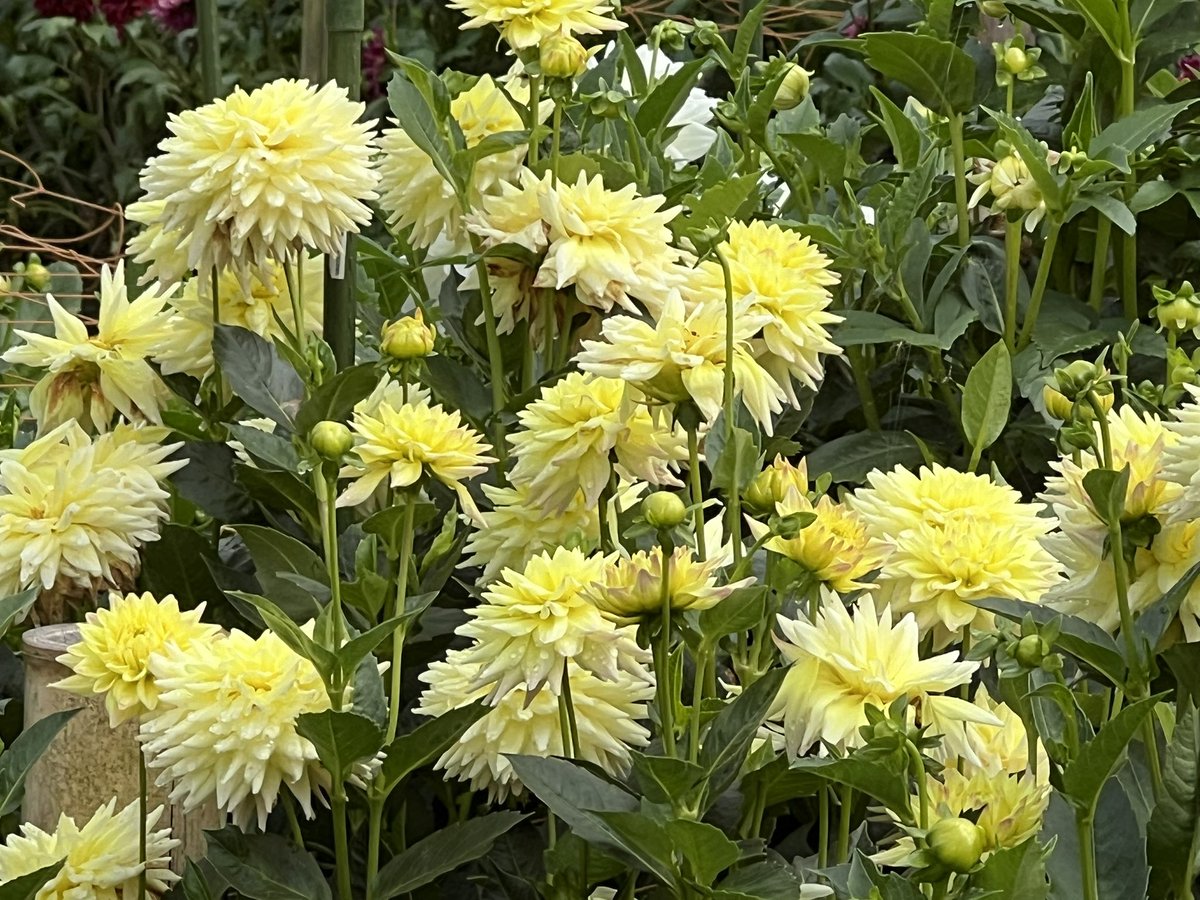 ⭐️ haijiです Toyota Wish ZGE20 ZGE25 Genuine HID Right Headlight Headlamp