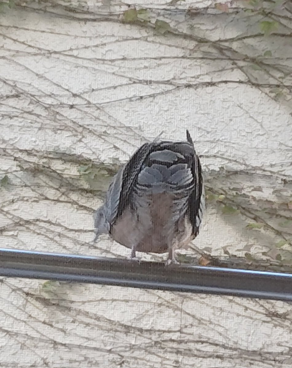 RioBravo (@RioBravo44) / Posts / X