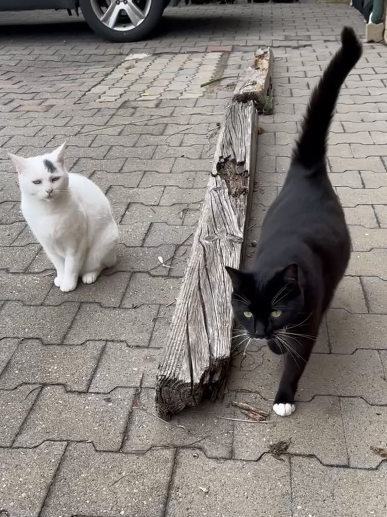 Huh? Mr Oreo, are you in your last month of pregnancy? 👶🏻👶🏻👶🏻