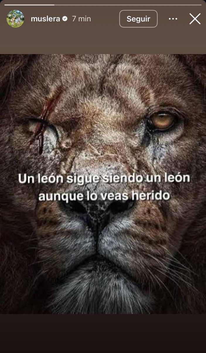 Estudionalytics's tweet photo. 🦁 “Un león sigue siendo un león, aunque lo veas herido.” La historia de Fernando Muslera en su cuenta de Instagram.

Que crack Nando, entiende todo. 🥹❤️ https://t.co/AA77x8PyKu