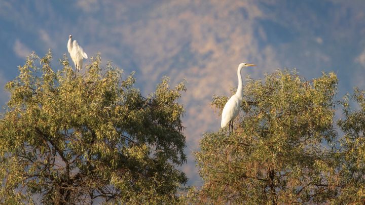 tpeakphotos's tweet photo. Art of the Day! "Great Egrets Perched in Willows". Buy at: https://t.co/MoZnf565C9 https://t.co/PkLHt733ki