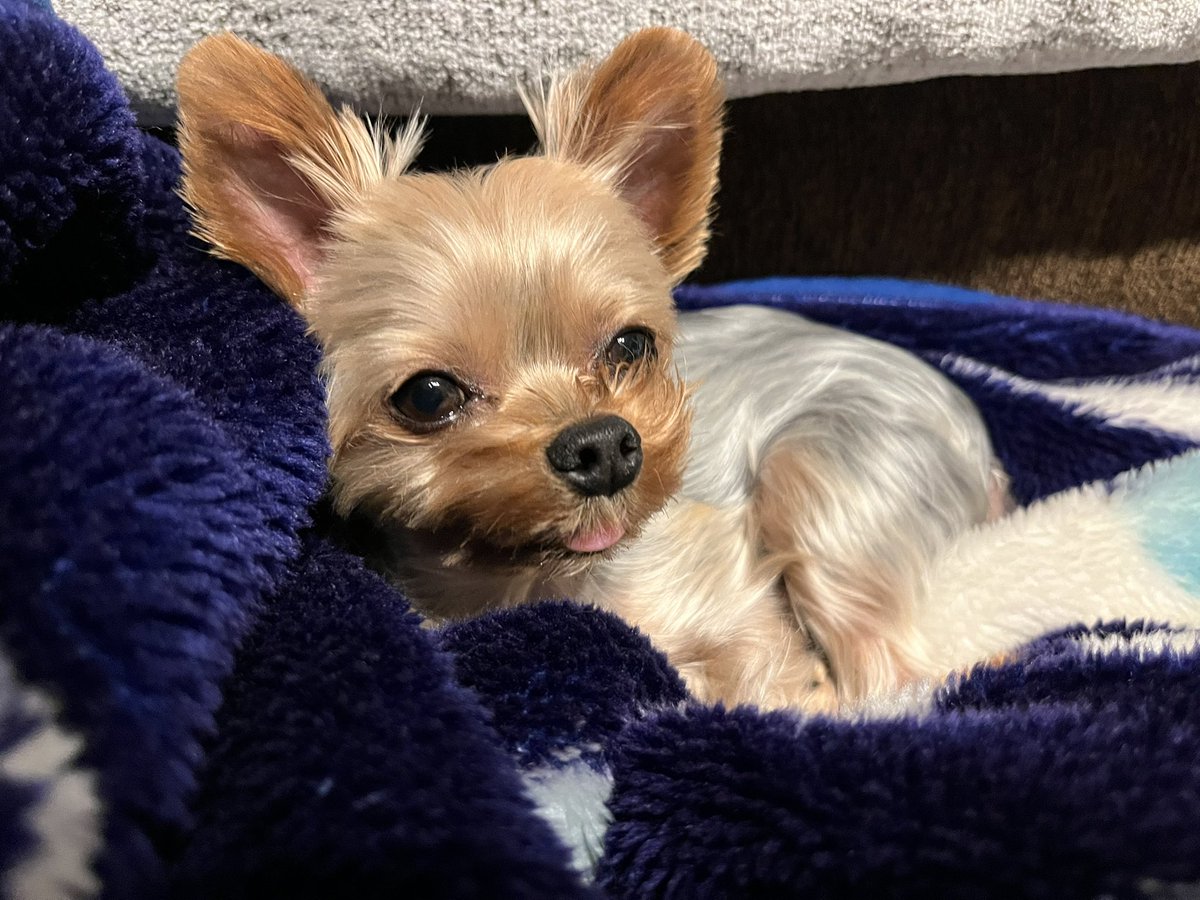 ♡ヨークシャテリア、オーダーページ② ♡ヨークシャテリア、オーダーページ② ♡ヨークシャテリア、オーダー