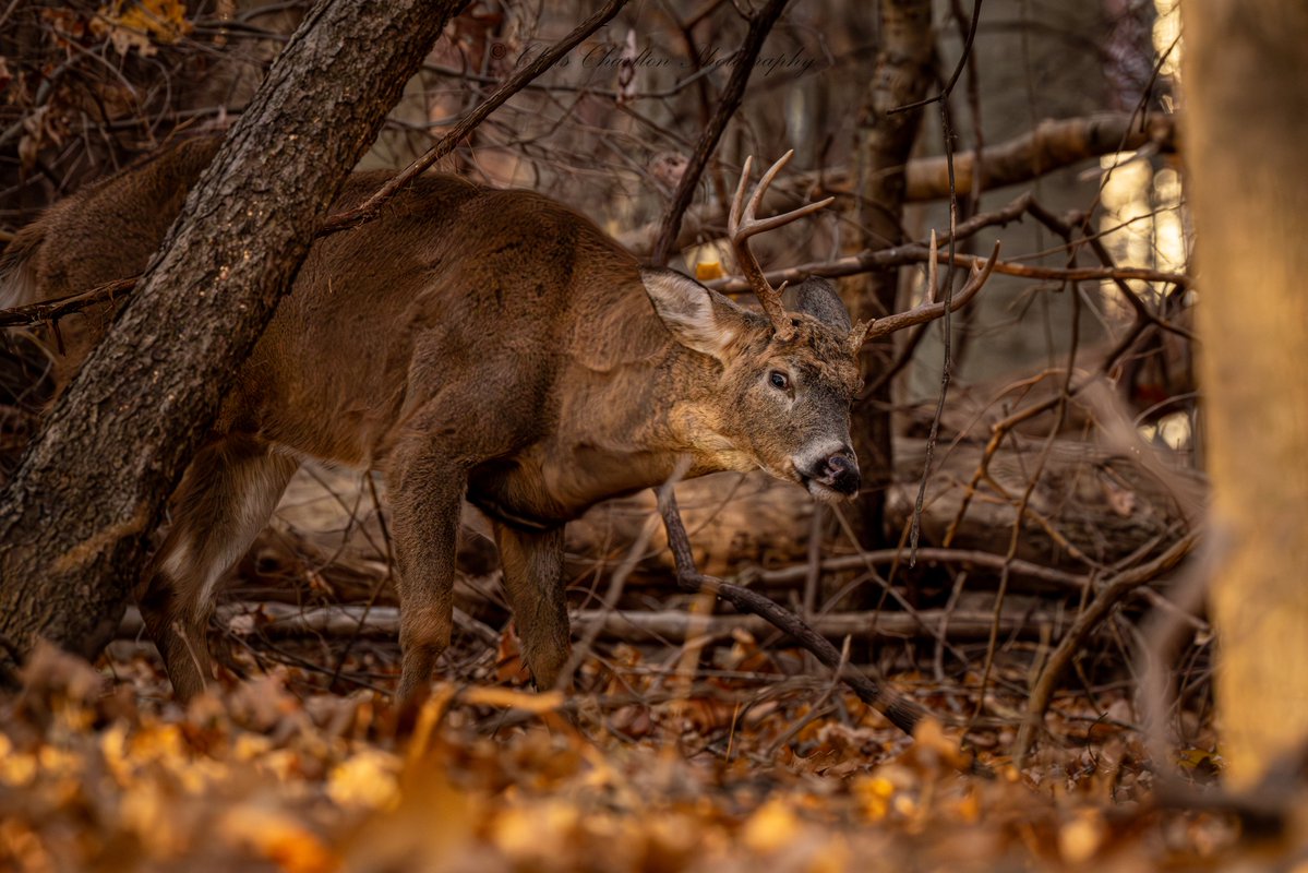 CSDCPhoto's tweet image. 🦌 White tail buck 🦌 Certainly hasn&apos;t skipped neck day!
🗺 - Medina County Ohio
📷 - Canon EOS R5 Mark 2 || Canon RF 200-800mm
#Deer #Whitetail #WhitetailDeer #Buck #BigBuck #DeerHunting #Hunting #naturephotography #wildlifephotography #DeerSeason