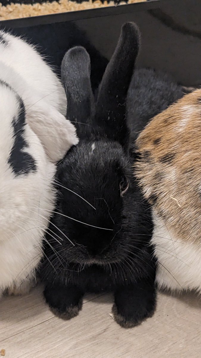 bunnyluvr__'s tweet image. cozy in the middle 🥰