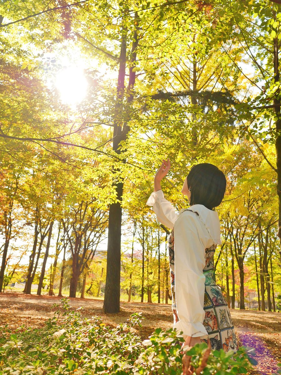 葉が陽光に透けつつ
木漏れ日あるの
私は好きな秋の場面です

あこさん <a href="/_ako_favorite/">あこ🐰</a>