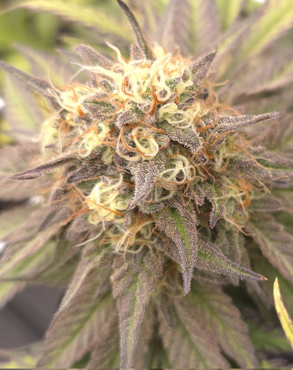 kclightup's tweet image. These 4 @BroMendel Orange Rootbeer Float are looking great! 2 of them will be chopped this weekend. 
#growyourown #fuckcancer #GetScreened