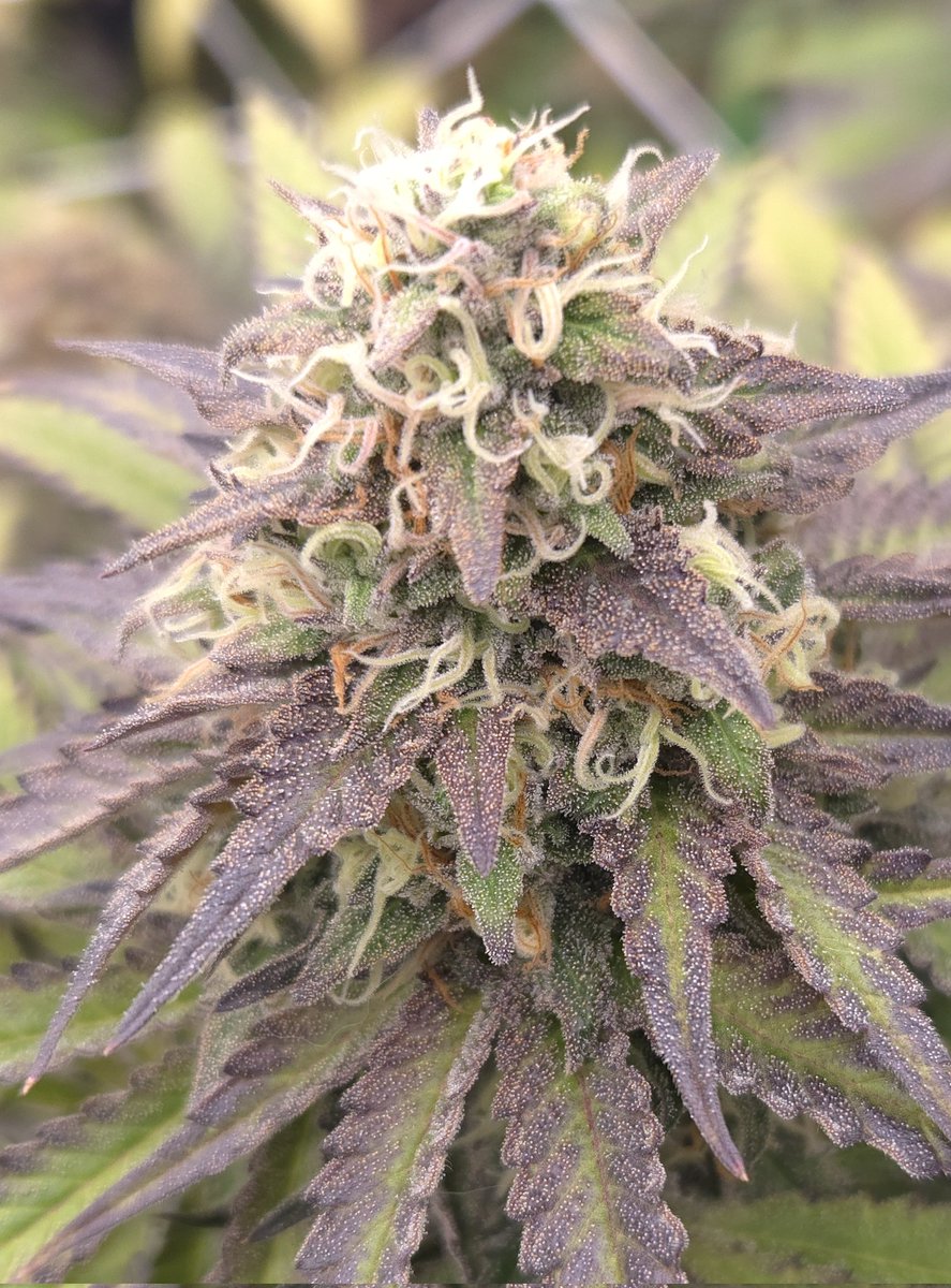 kclightup's tweet image. These 4 @BroMendel Orange Rootbeer Float are looking great! 2 of them will be chopped this weekend. 
#growyourown #fuckcancer #GetScreened