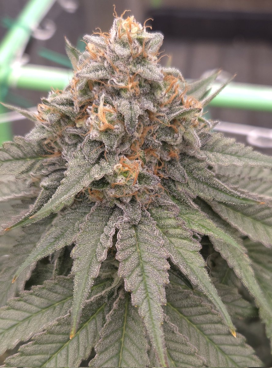 kclightup's tweet image. These 4 @BroMendel Orange Rootbeer Float are looking great! 2 of them will be chopped this weekend. 
#growyourown #fuckcancer #GetScreened