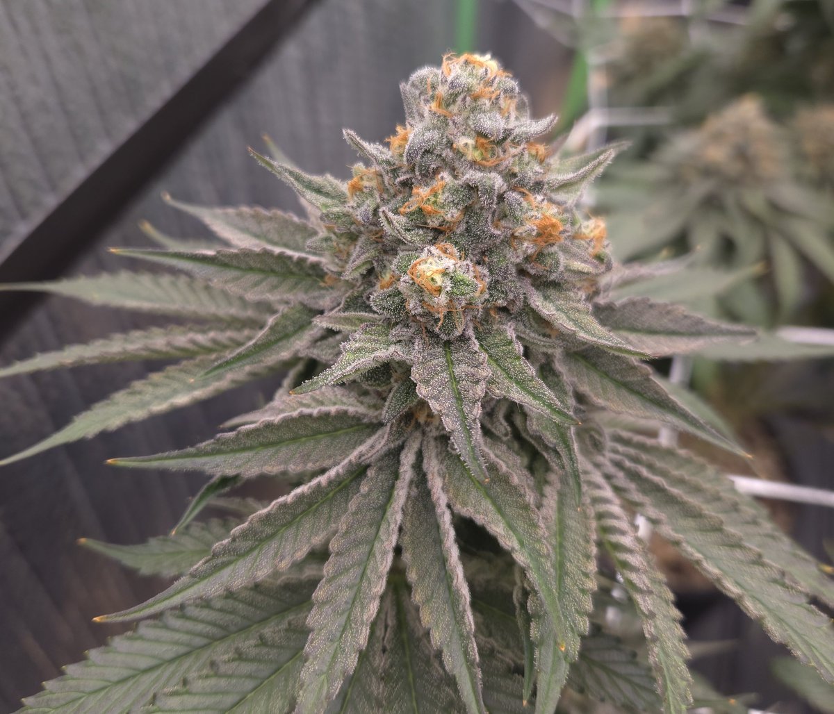 kclightup's tweet image. These 4 @BroMendel Orange Rootbeer Float are looking great! 2 of them will be chopped this weekend. 
#growyourown #fuckcancer #GetScreened