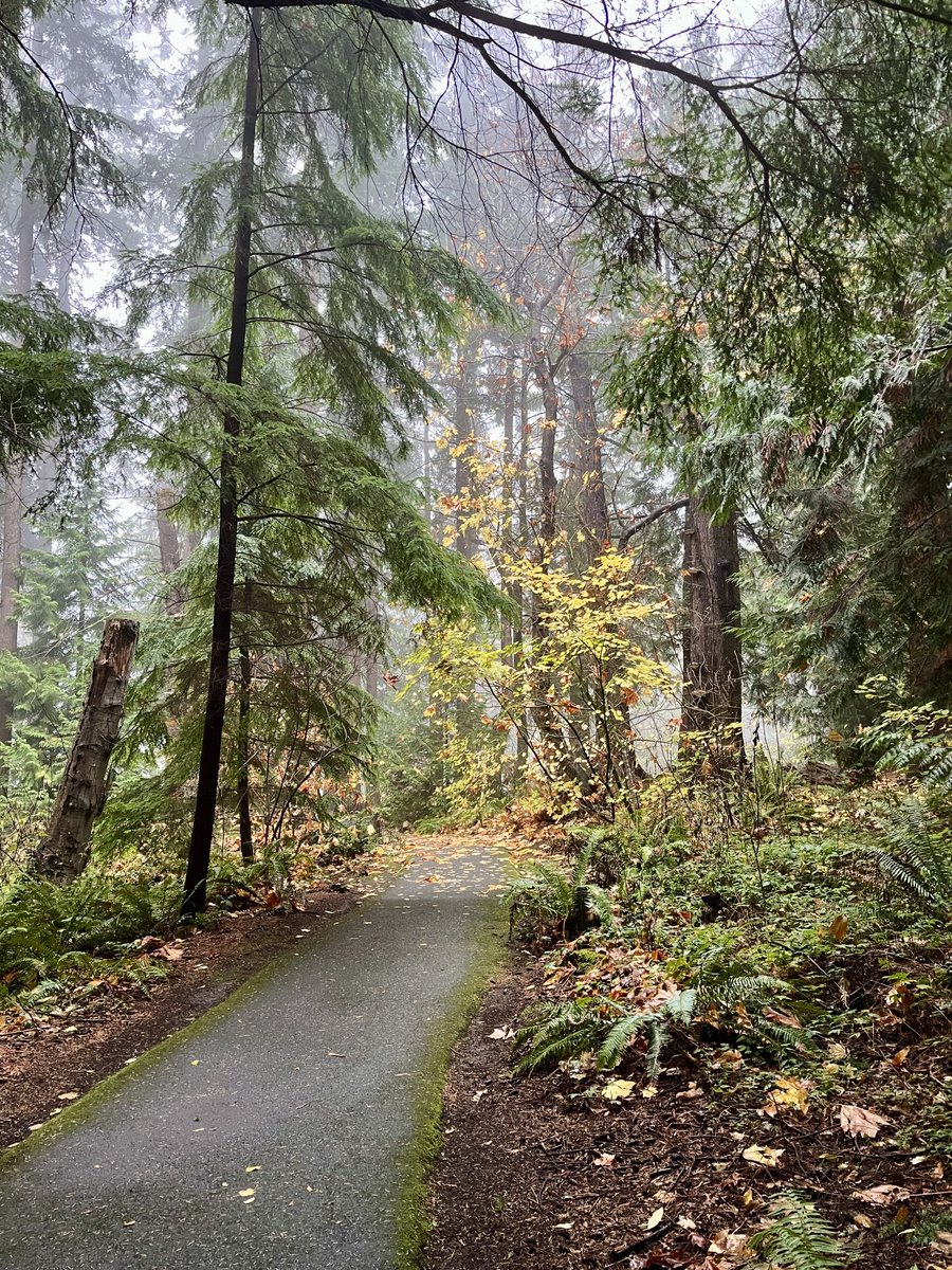 Today’s walk was a bit foggy and wet.. 🌫️
🤍