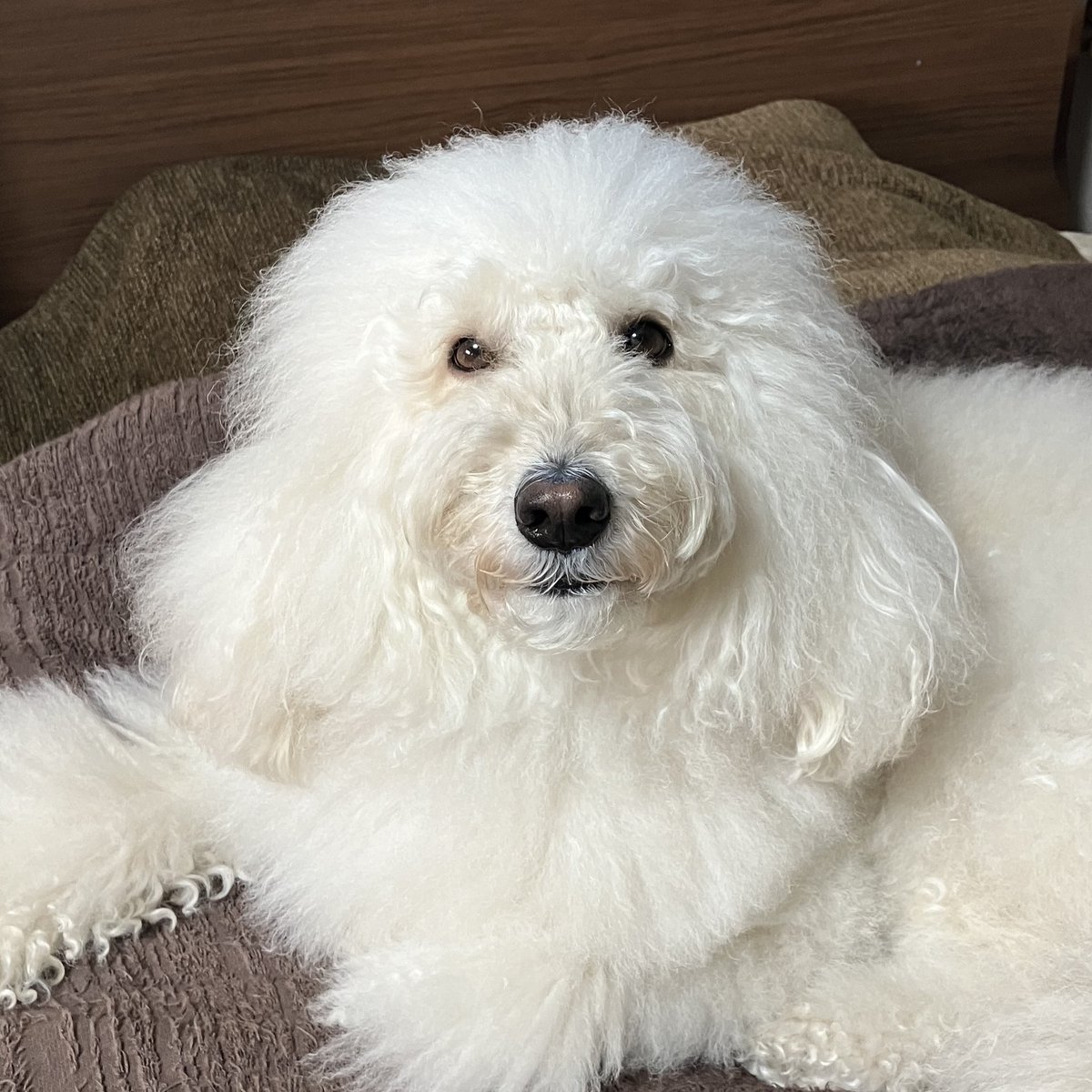 『今日も良い日に成ります様にワン』