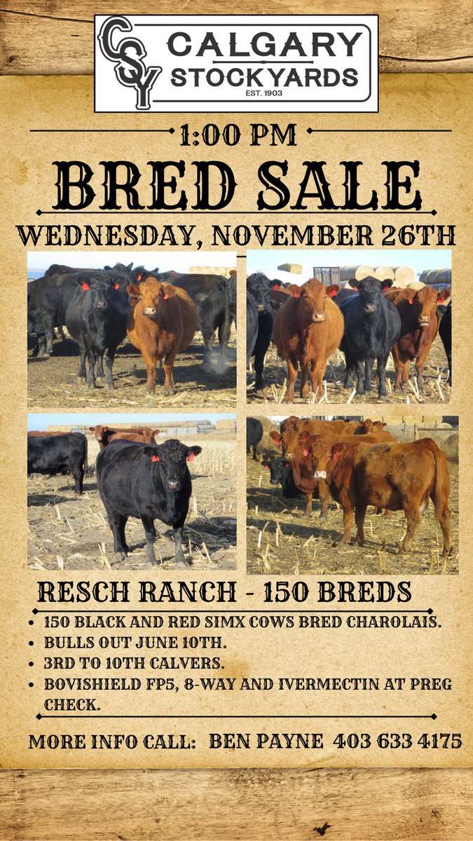 CSYStrathmore's tweet image. Resch Ranch - 150 Breds
Wednesday, November 26th at 1 PM
-Black and Red SimX Cows bred Charolais.
-Bulls out June 10th.
-3rd to 10th Calvers. 
-Bovishield FP5, 8way and Ivermectin at preg check.

calgarystockyards.com/bred-sales for photos and details.

Online bidding, teamauctionsales!